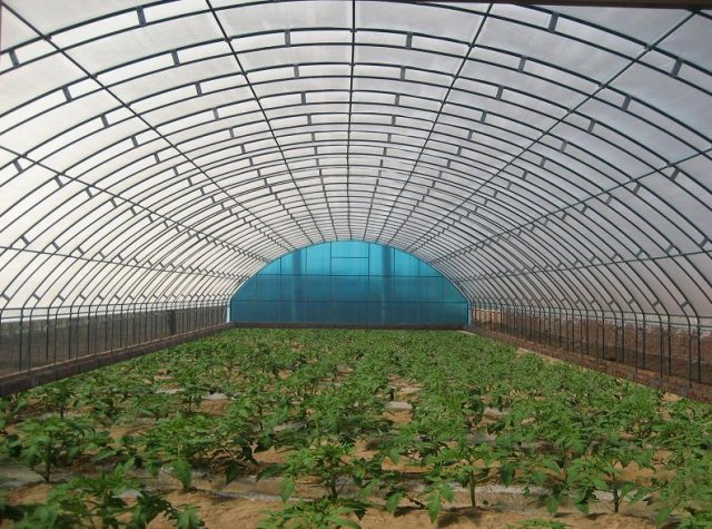钢架蔬菜大棚的搭建与实用指南