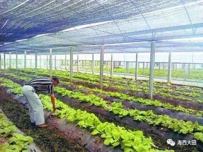喜讯！大田县将创建省级现代农业产业园，钢架大棚助力新征程