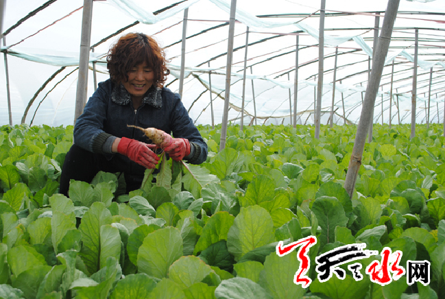 甘谷 钢架大棚架起菜农增收梦